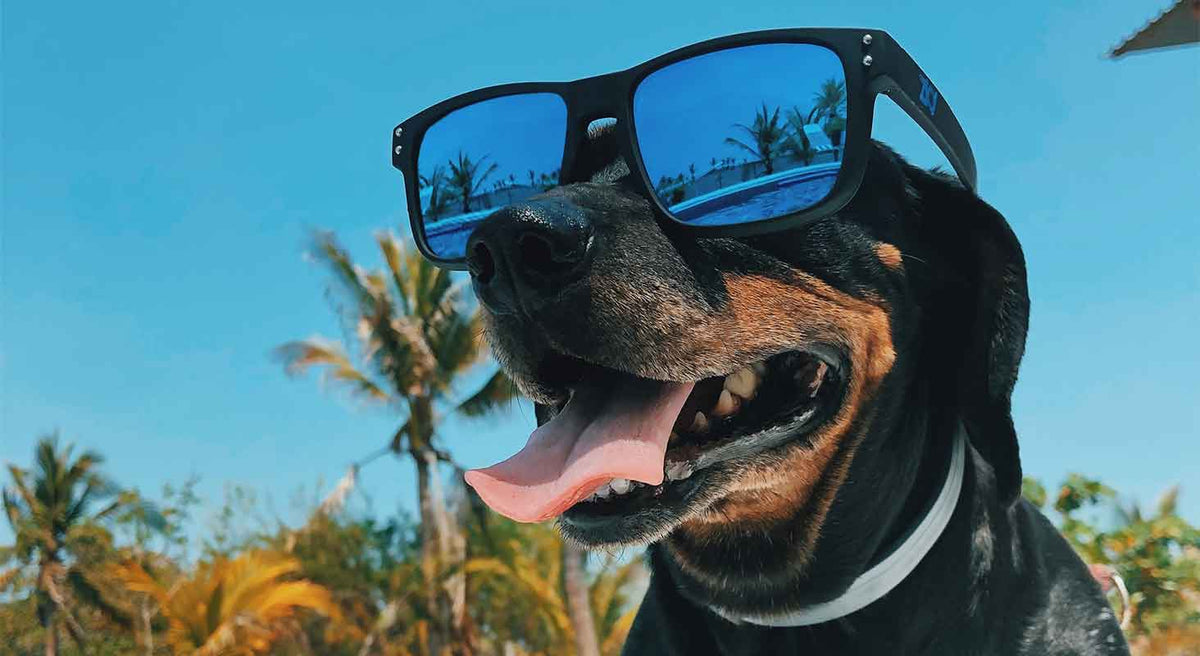 Staying Safe in The Sun With Your Dog