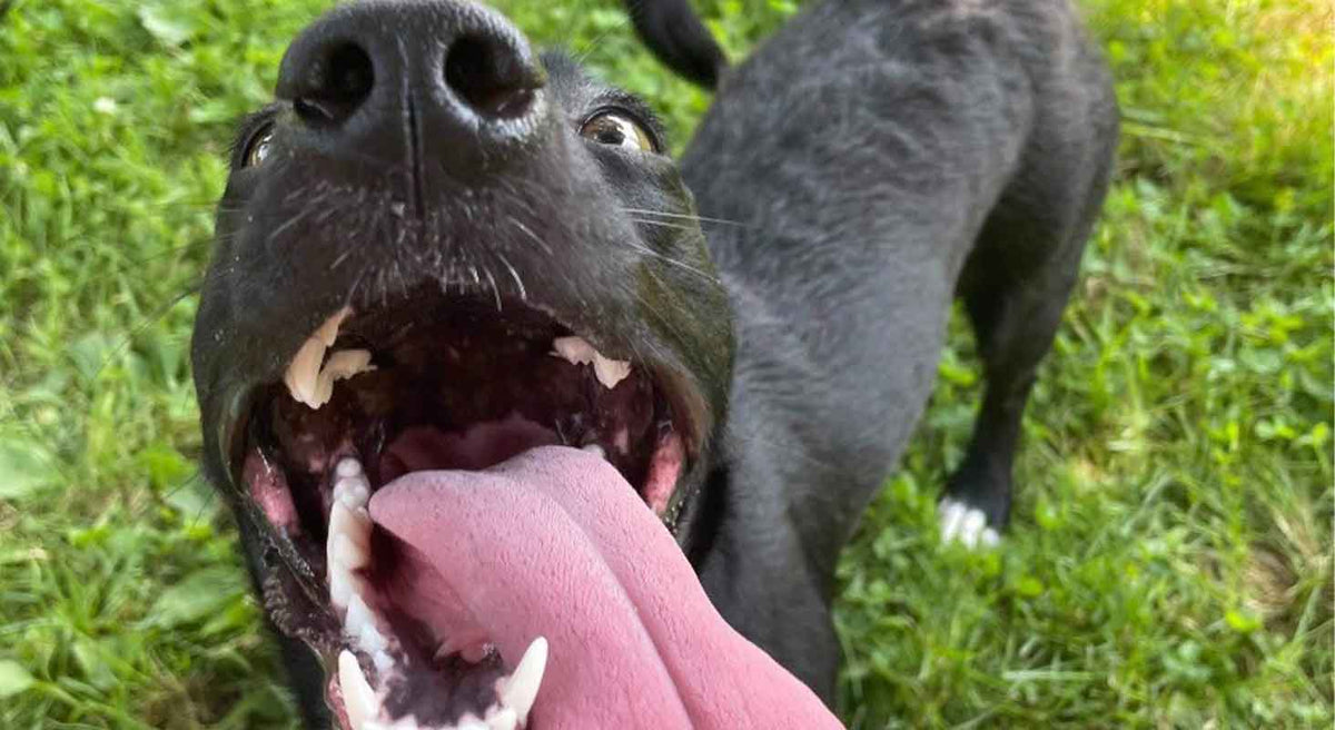 The Dog Mom Guide: Dealing with a high-energy pup