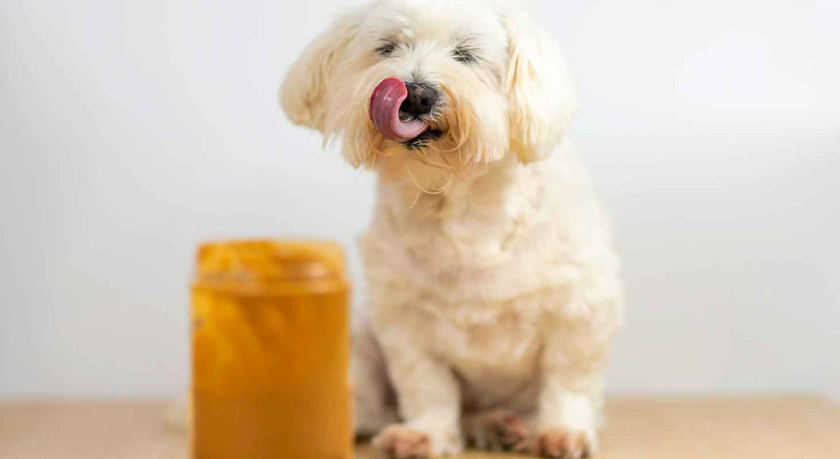 The Health Benefits of Peanut Butter for Dogs