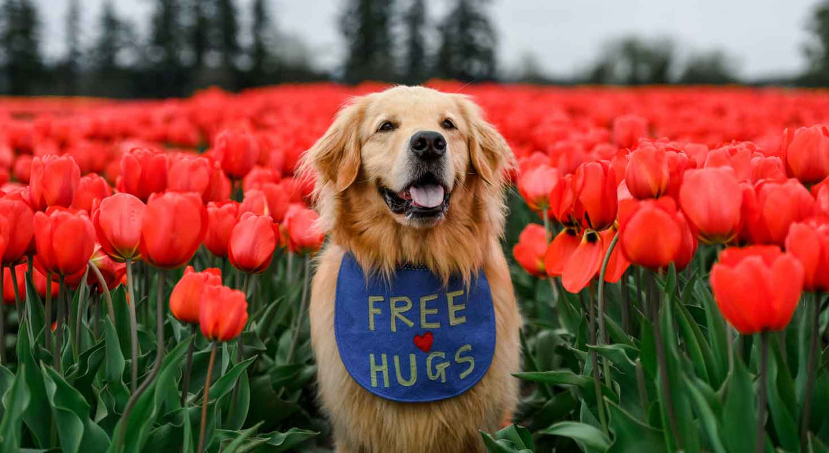 The Hug That Keeps On Hugging: Scout the Golden Retriever and Snuggle Puppy