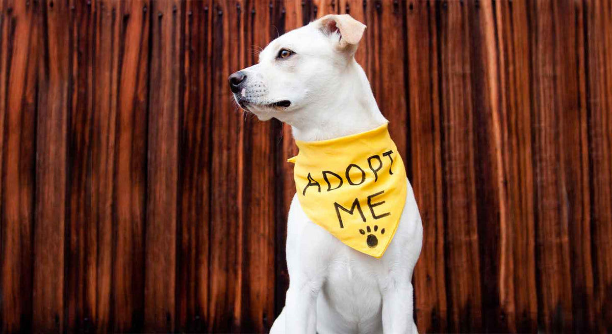 The Perks of Adopting a Dog