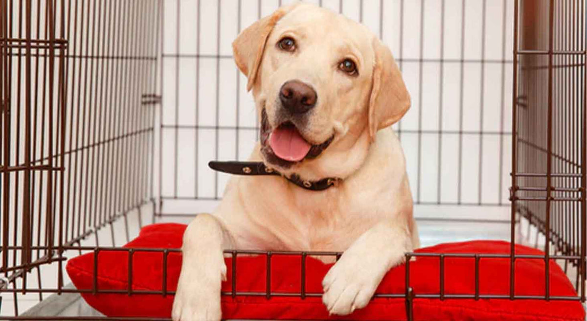 The ULTIMATE Crate Training Guide for Your New Puppy
