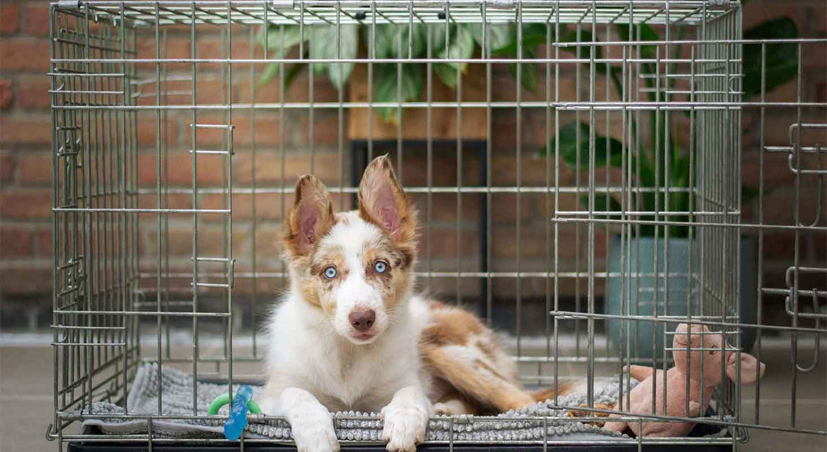 The Ultimate List of Crate Training Tips