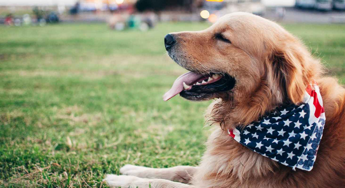 Tips to Keep Your Dog Calm this Memorial Day