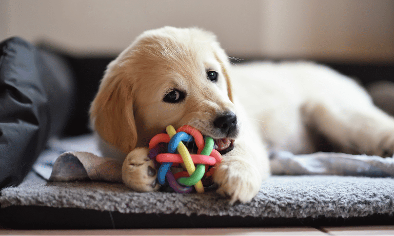 The Power of Play: How Puppies Learn Through Fun