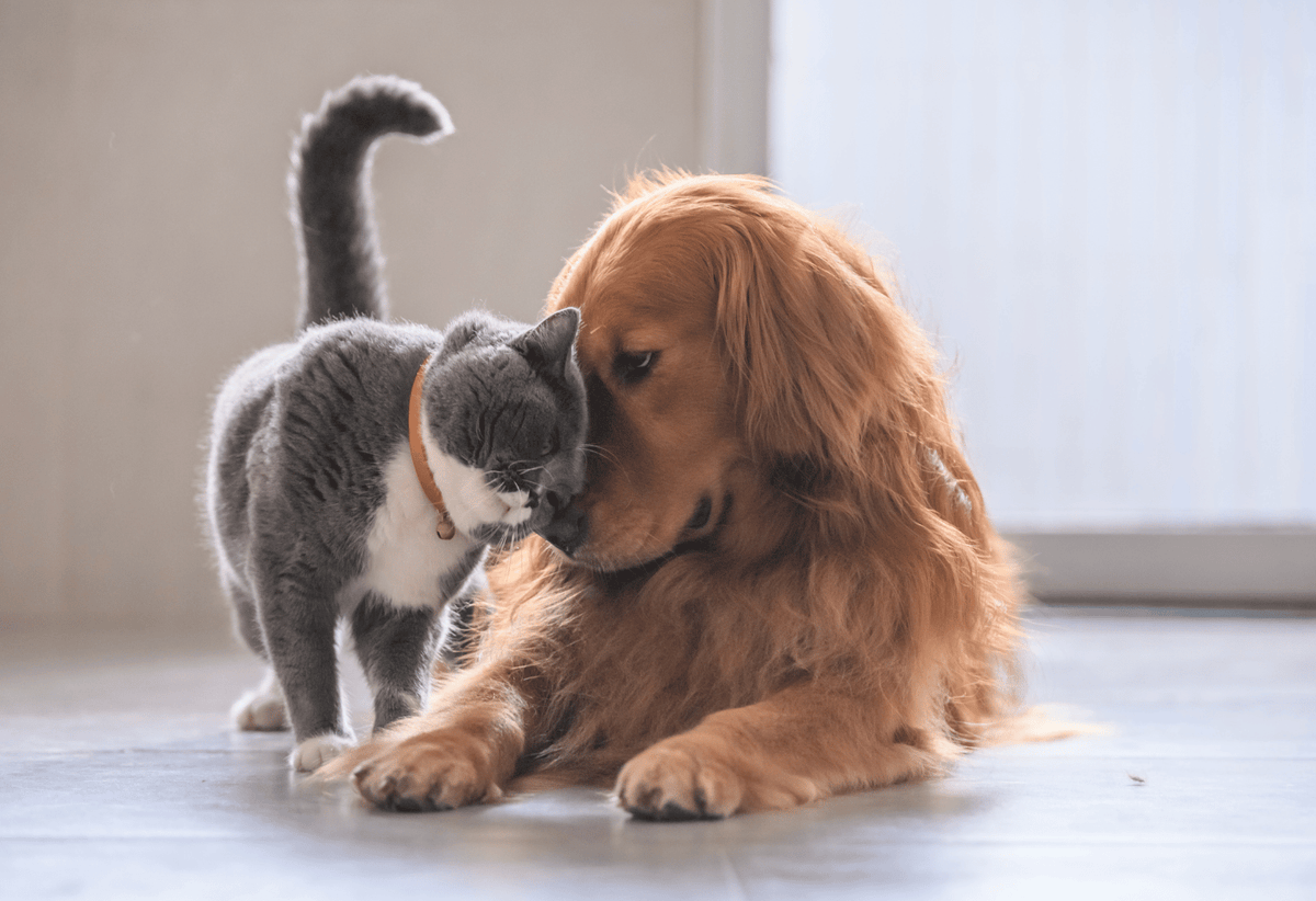 Introducing Your Puppy to Other Pets: The Safe and Sane Method