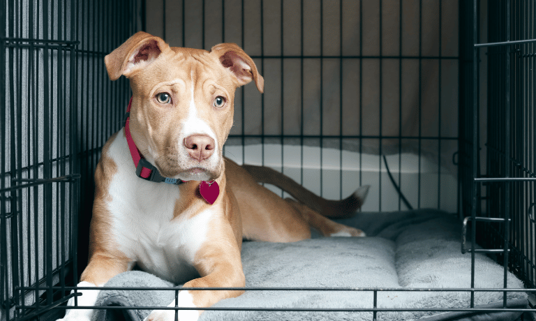 How to Create a Stress-Free Crate Training Routine