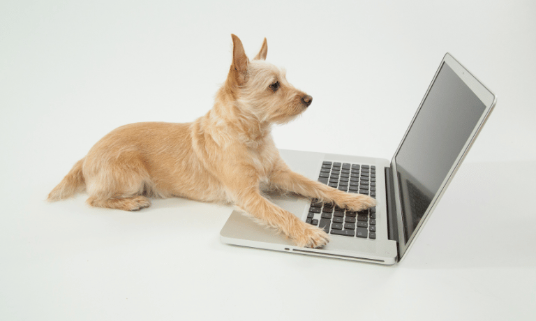 Why Puppies Learn Better at Home: How Virtual Training Eliminates Overstimulation