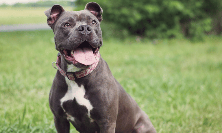 Raising a Confident Dog: Long-Term Habits to Build Resilience and Reduce Stress