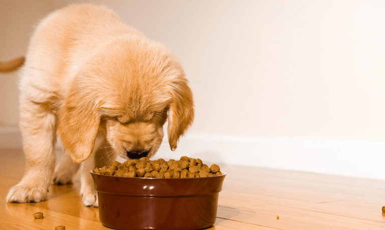 Your Puppy’s Gut Health: Why It Matters More Than You Think