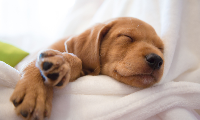Sleep, Stress, and the Developing Puppy Brain: What Vets Want You to Know