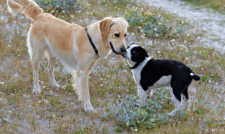 A Guide to Socializing Your Puppy (Even If You’re Busy or Live in a Quiet Neighborhood)