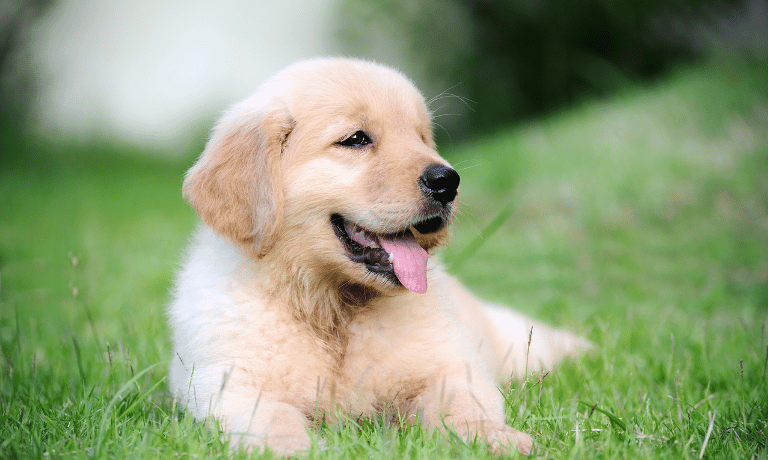 How Puppies Communicate: Decoding Body Language Like a Pro