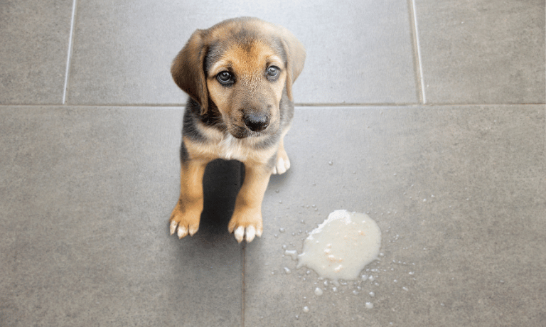 Common Puppy Ailments: What’s Normal and When to Call the Vet