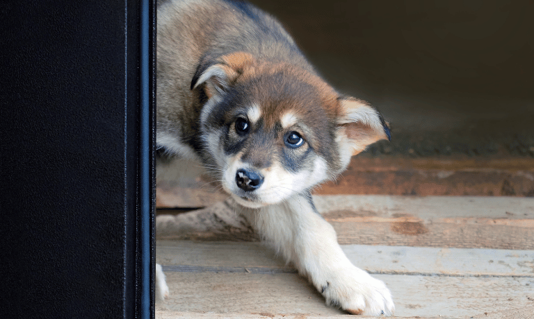 Understanding Puppy Anxiety: Causes, Symptoms, and Simple Fixes