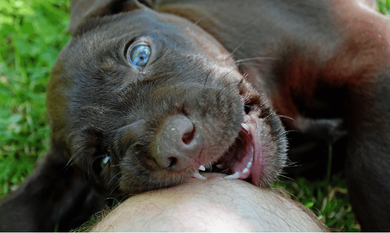 Chewing, Biting, and Mouthing: What’s Normal, What’s Not, and What to Do