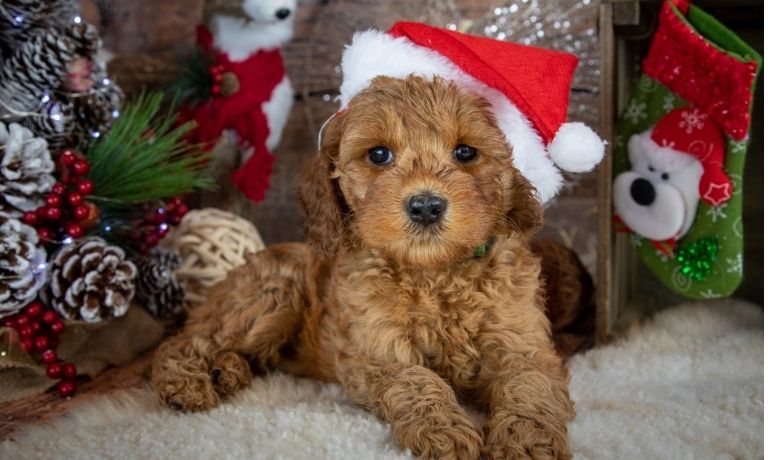 Puppy Holiday Memories: How to Include Your Pup in Seasonal Celebrations