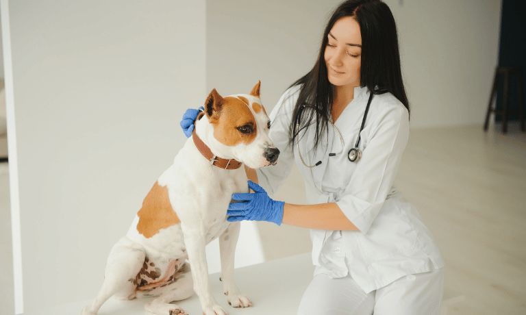 Preparing for Your Puppy’s First Vet Visit: Questions to Ask and What to Expect