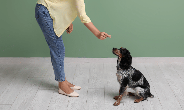 Building a Positive Training Foundation: Commands Every Puppy Should Know