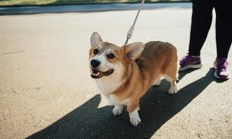 Leash Training for Real Life: From Walk Refusals to City Adventures