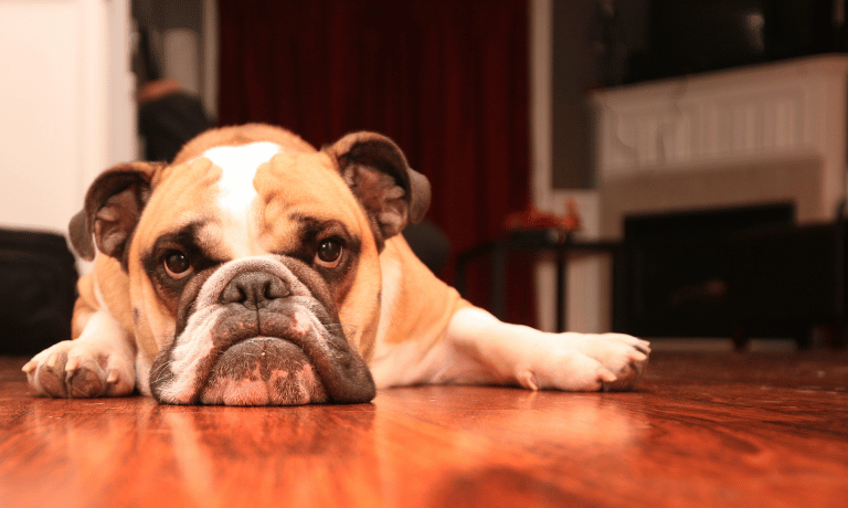 Tackling Puppy Boredom: At-Home Enrichment Ideas That Don’t Require Fancy Equipment