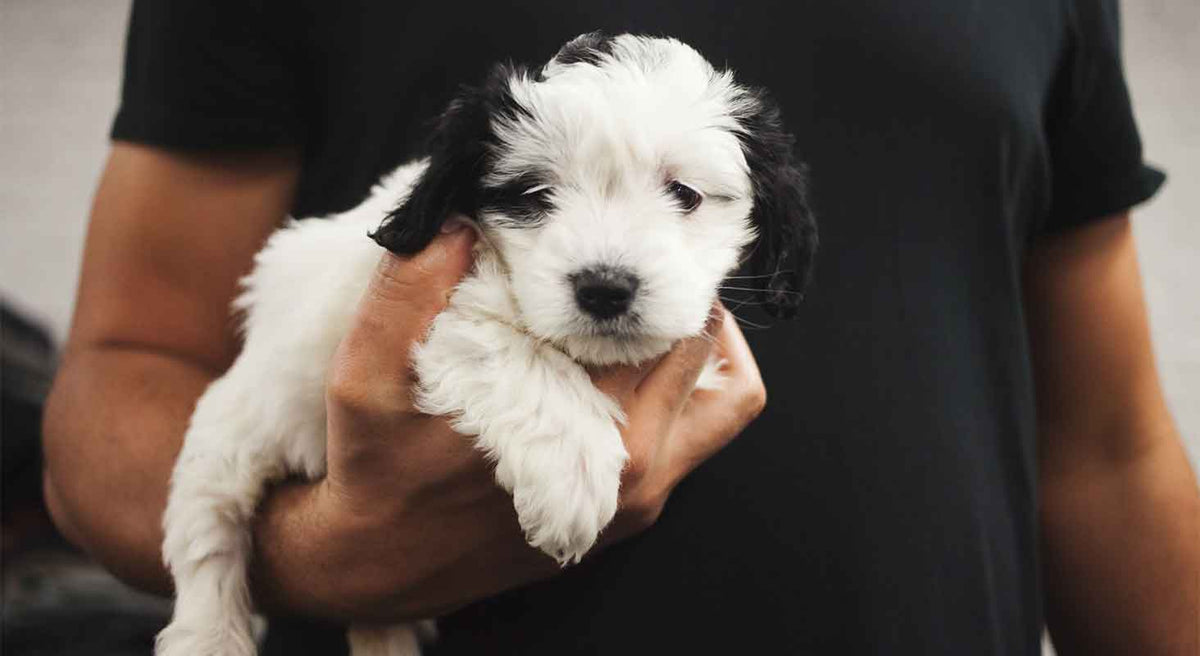 Top 10 Puppy Training Tips