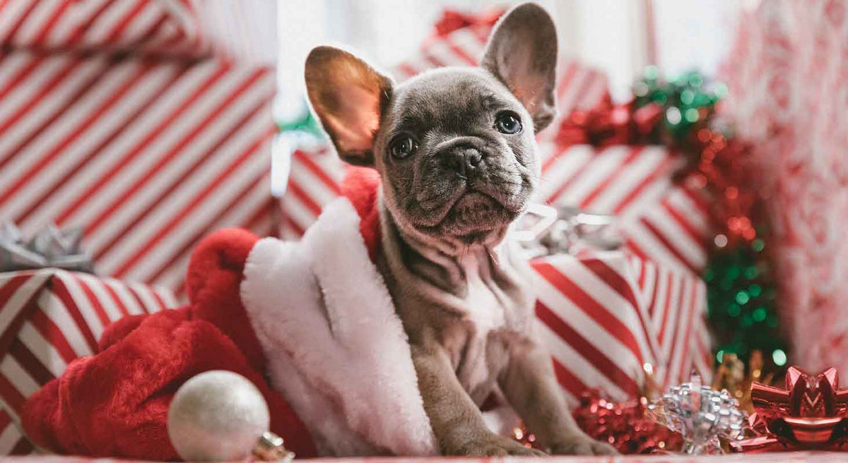 Tips For Bringing a New Dog Home for the Holidays