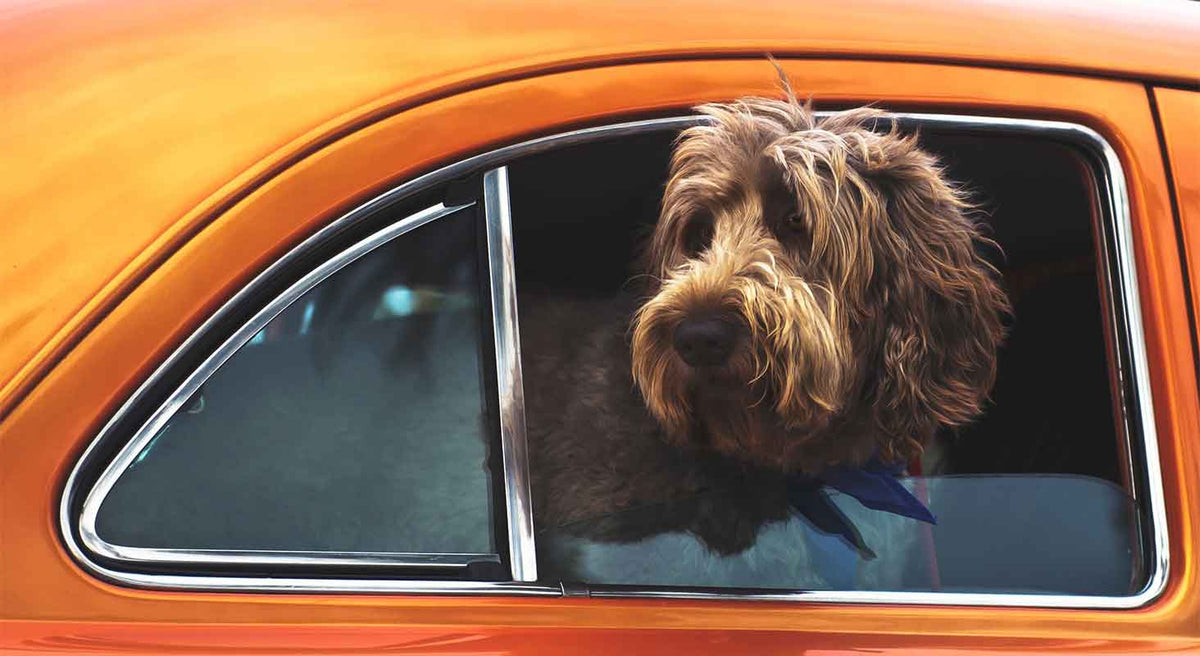 Traveling With Your Pet for the Holidays