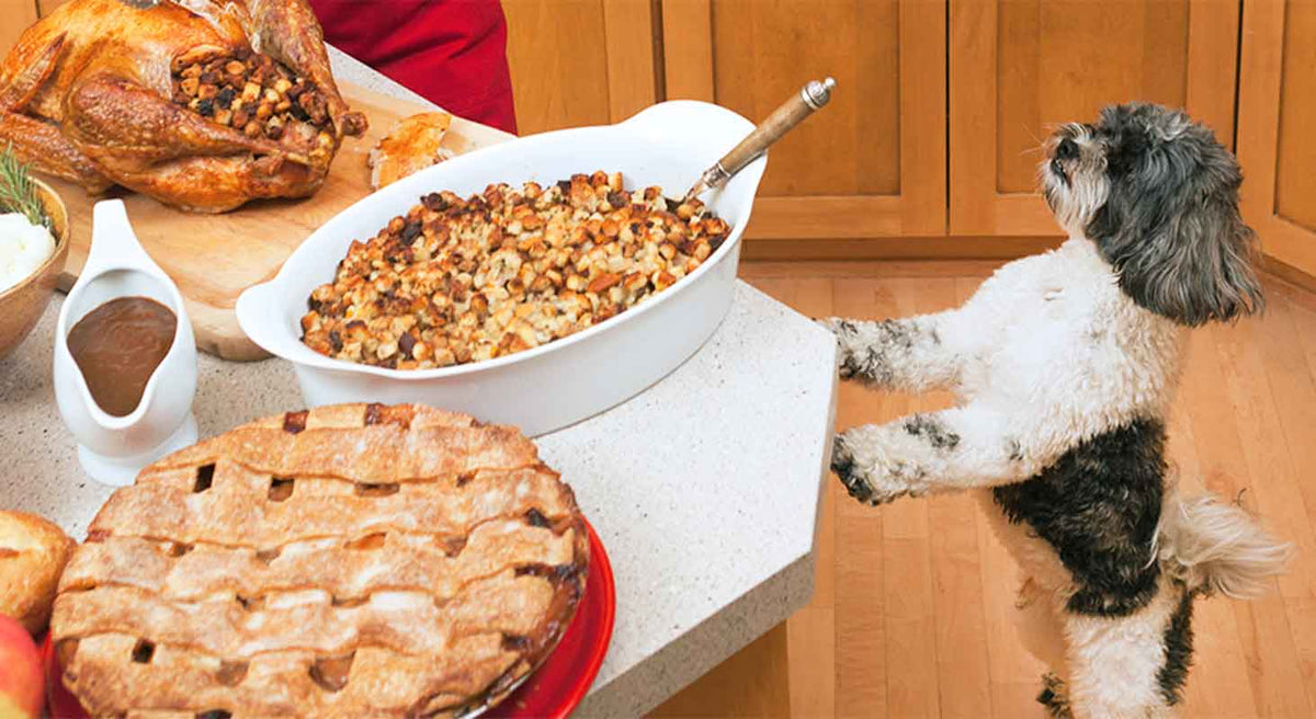 Unsafe Thanksgiving Foods for Dogs