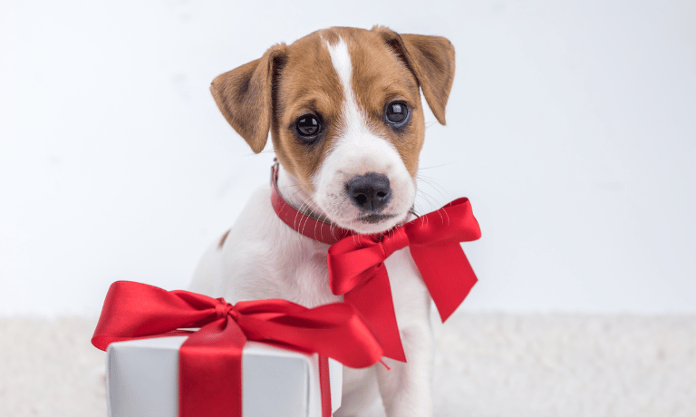 Gift Ideas for Puppy Parents: What They’ll Actually Use