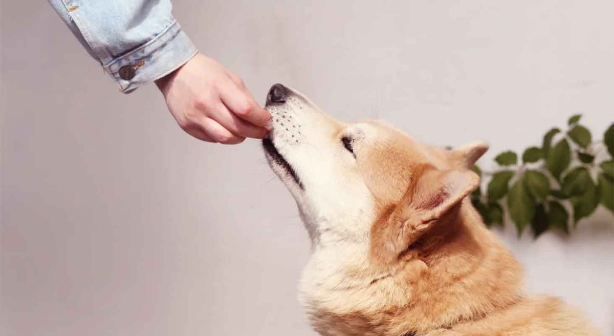 Using dog treats for positive reinforcement