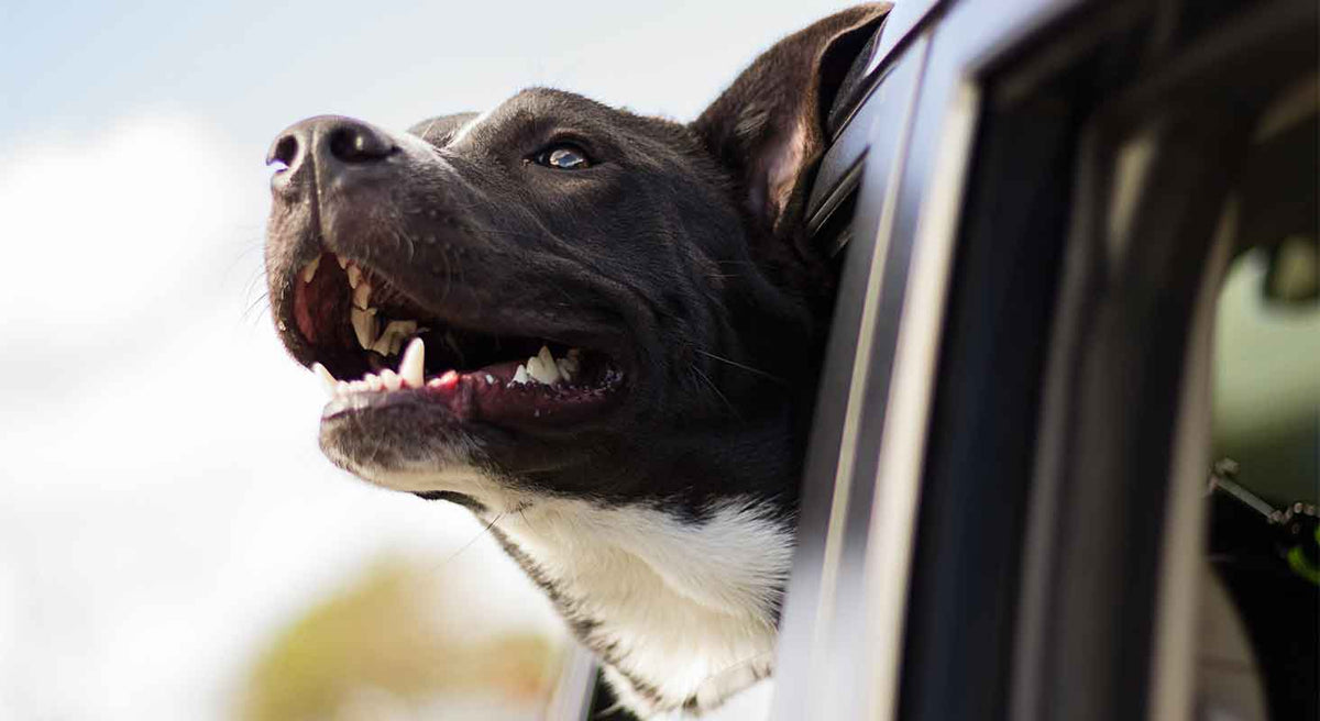 Ways to Celebrate Earth Day With Your Dog