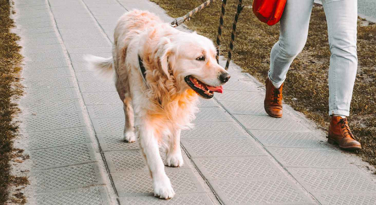 Ways to Stay Fit With Your Dog: Canine Fitness Month
