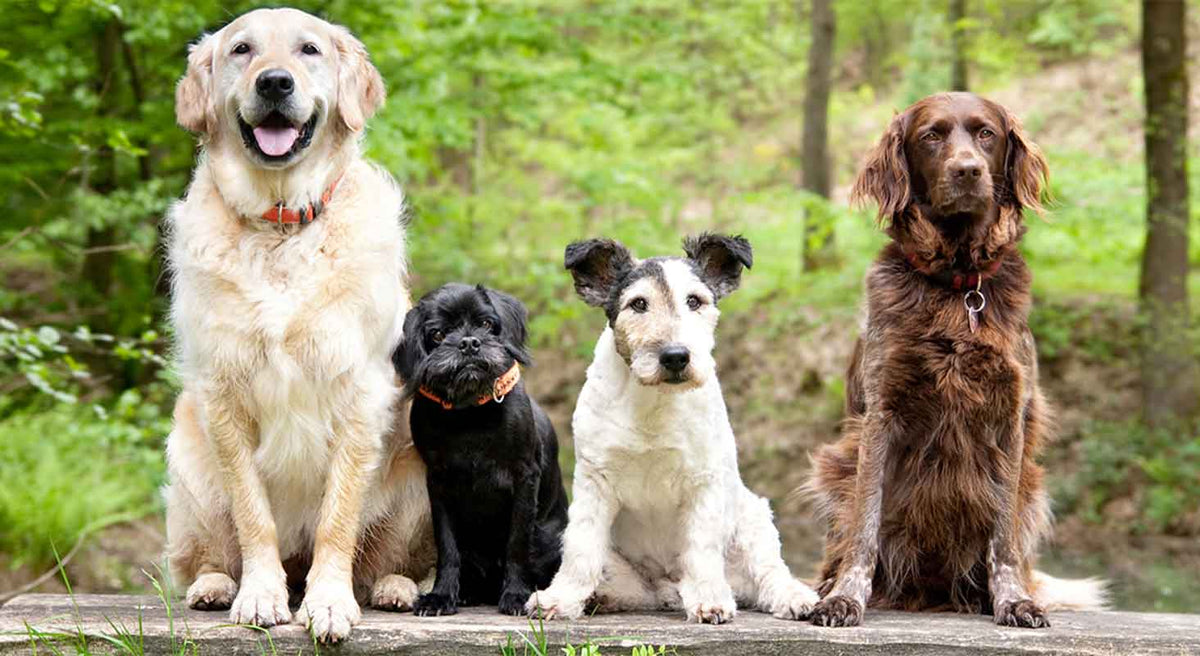 dog breeds