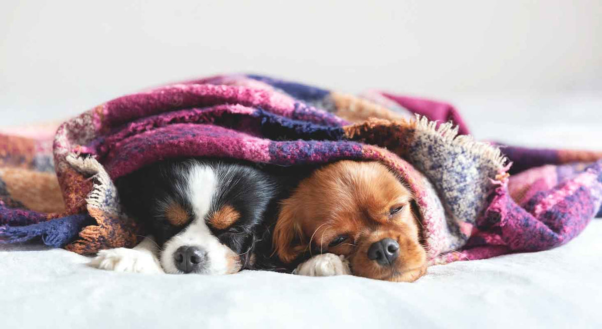 Why We Appreciate Our Pets Pet Appreciation Week
