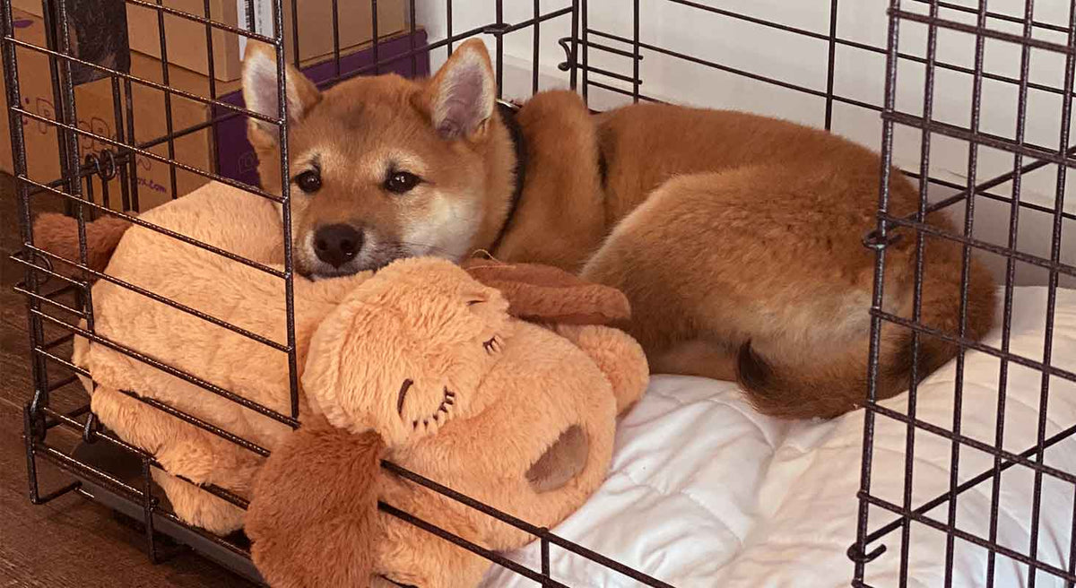 Why won't my puppy stop crying in their crate?