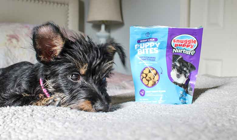 Discover More Ways to Keep Your Pet Calm Beyond Snuggle Puppy!