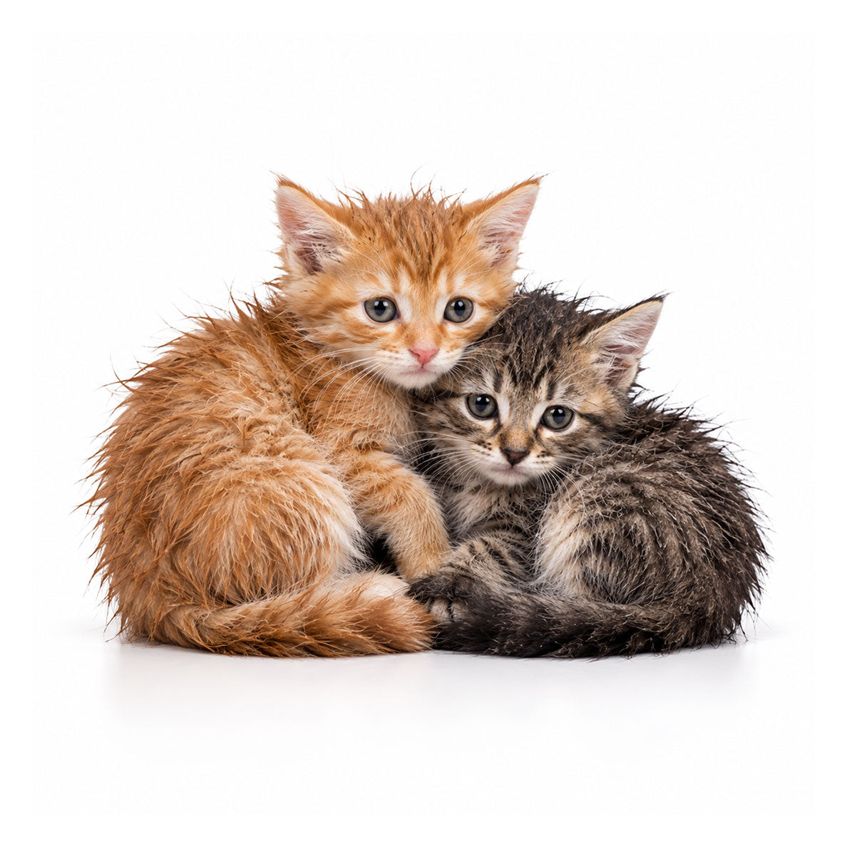 Comfort for Cats & Kittens