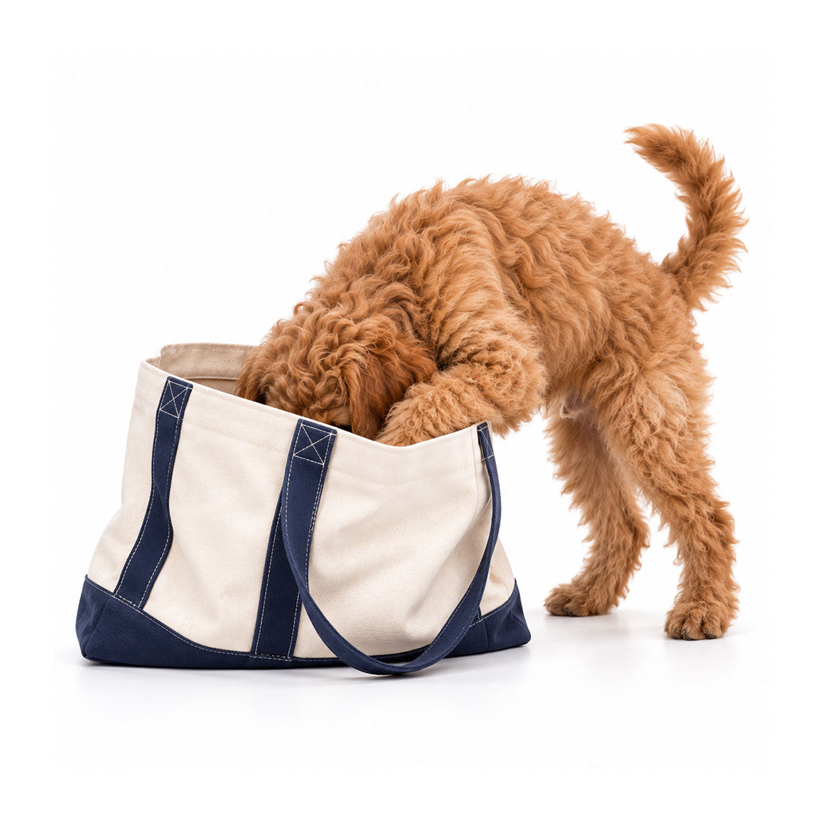 Essential Supplies for New Puppies