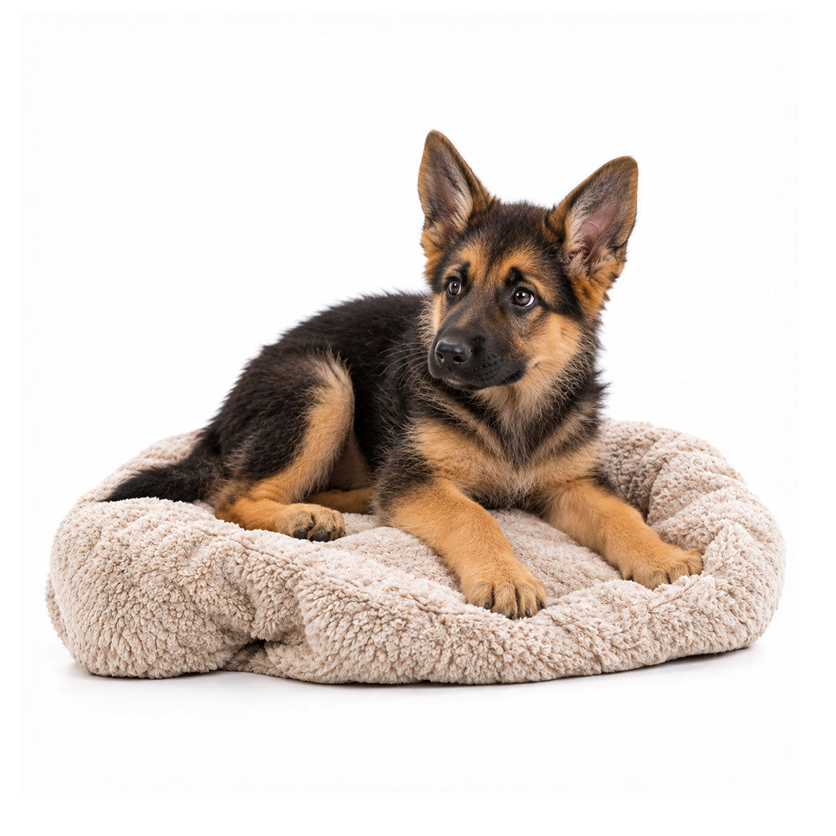 Puppy Anxiety & Sleep