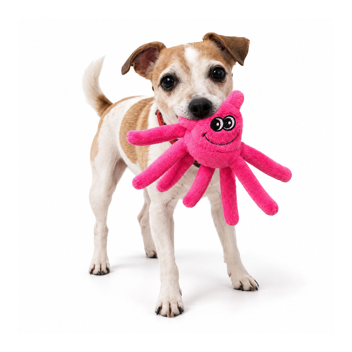 Small Dog Toys