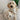 The Ultimate Welcome Home Puppy Kit (Big Dog)