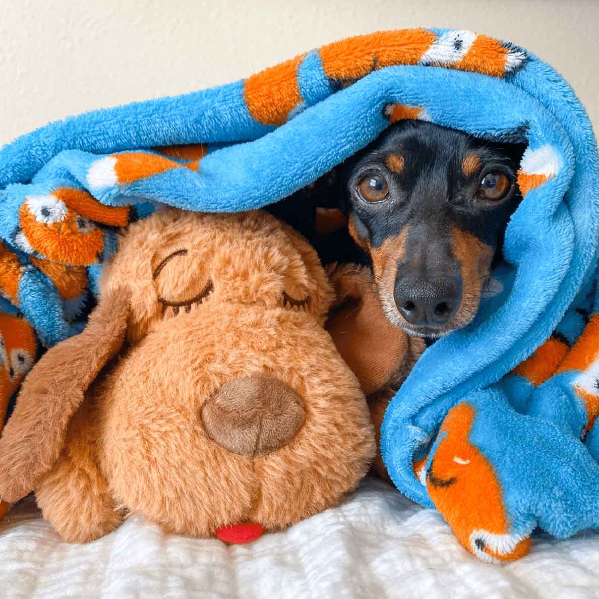 Puppy snuggle online blanket