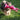 Fluffy brown dog running in a grass field with a pink shaggy rabbit dog toy in its mouth