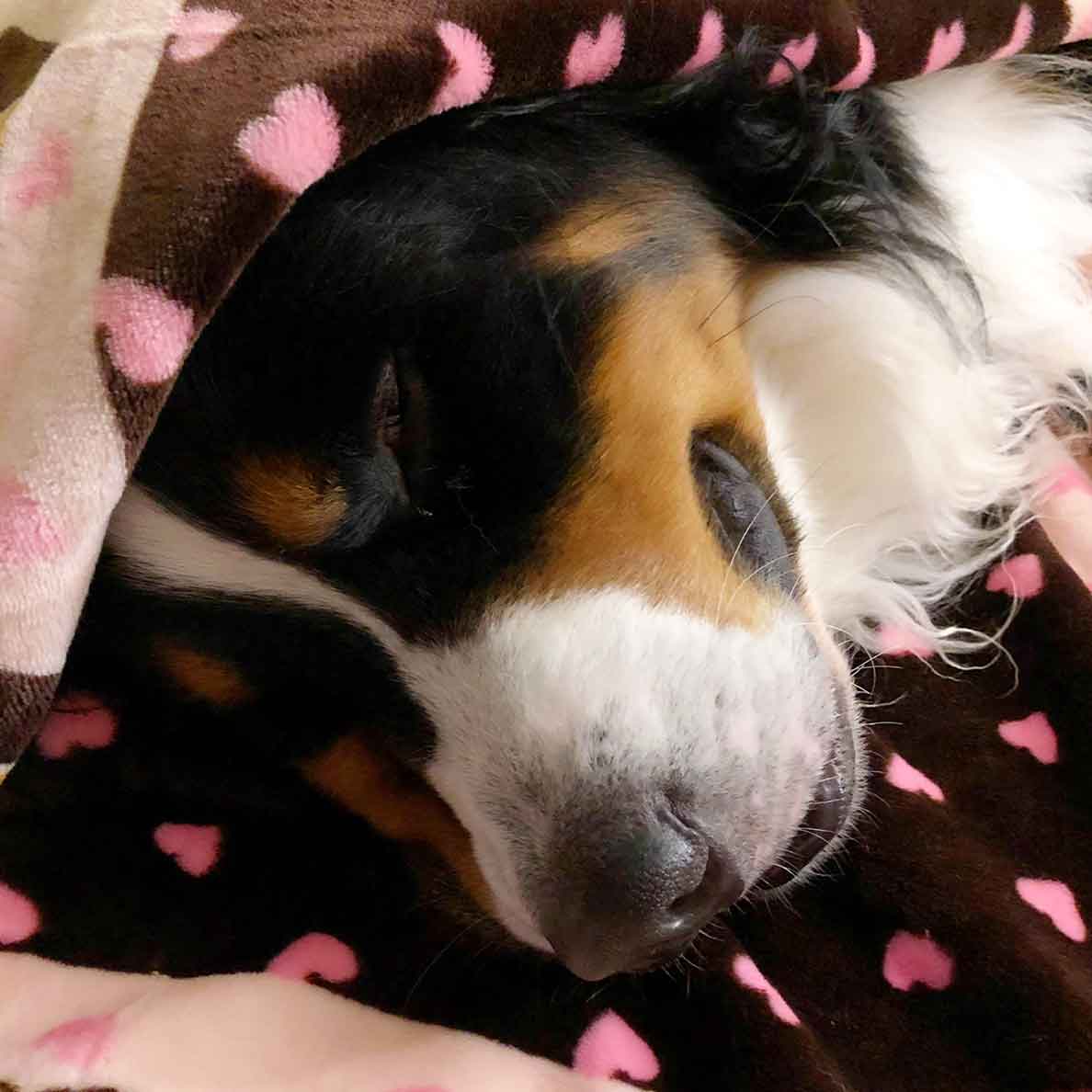 Bernese Mountain Dog cuddled up and sleeping in a pink Snuggle Blanket by Snuggle Puppy