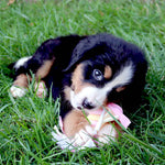 Bernese Mountain Dog puppy playing with pink Puppy's First ring chew toy in the grass