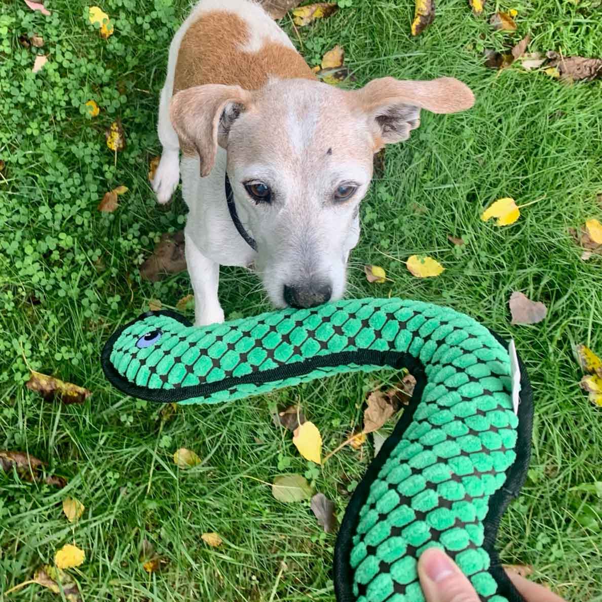 Brown and white dog sitting in a field of grass and being handed a green snake boomerang-shaped dog toy