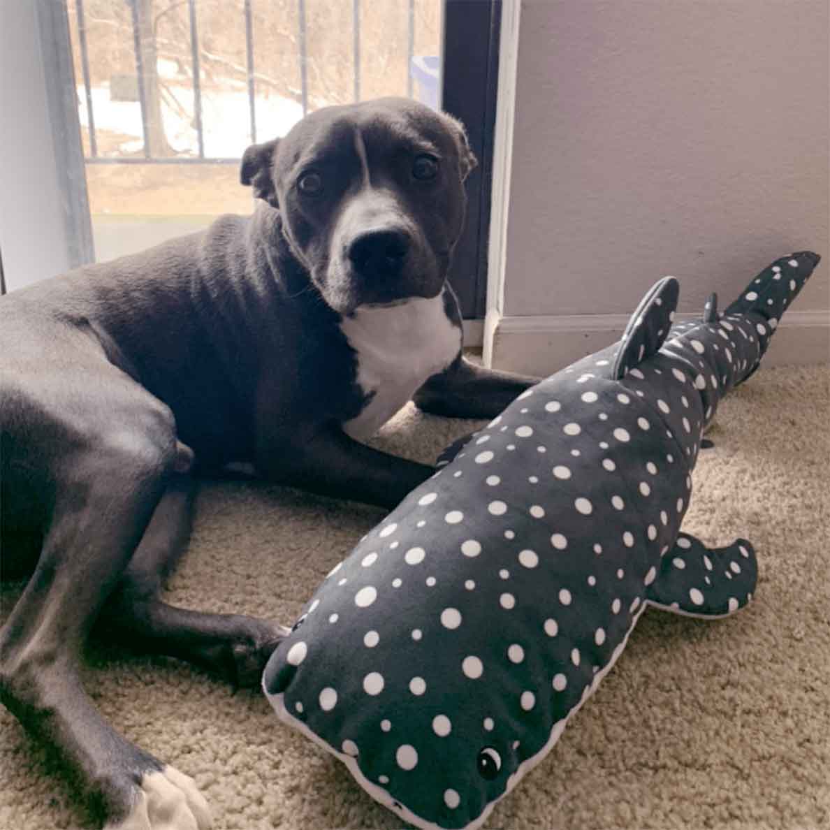 Gray dog laying next to extra large whale shark Tender-Tuffs dog toy