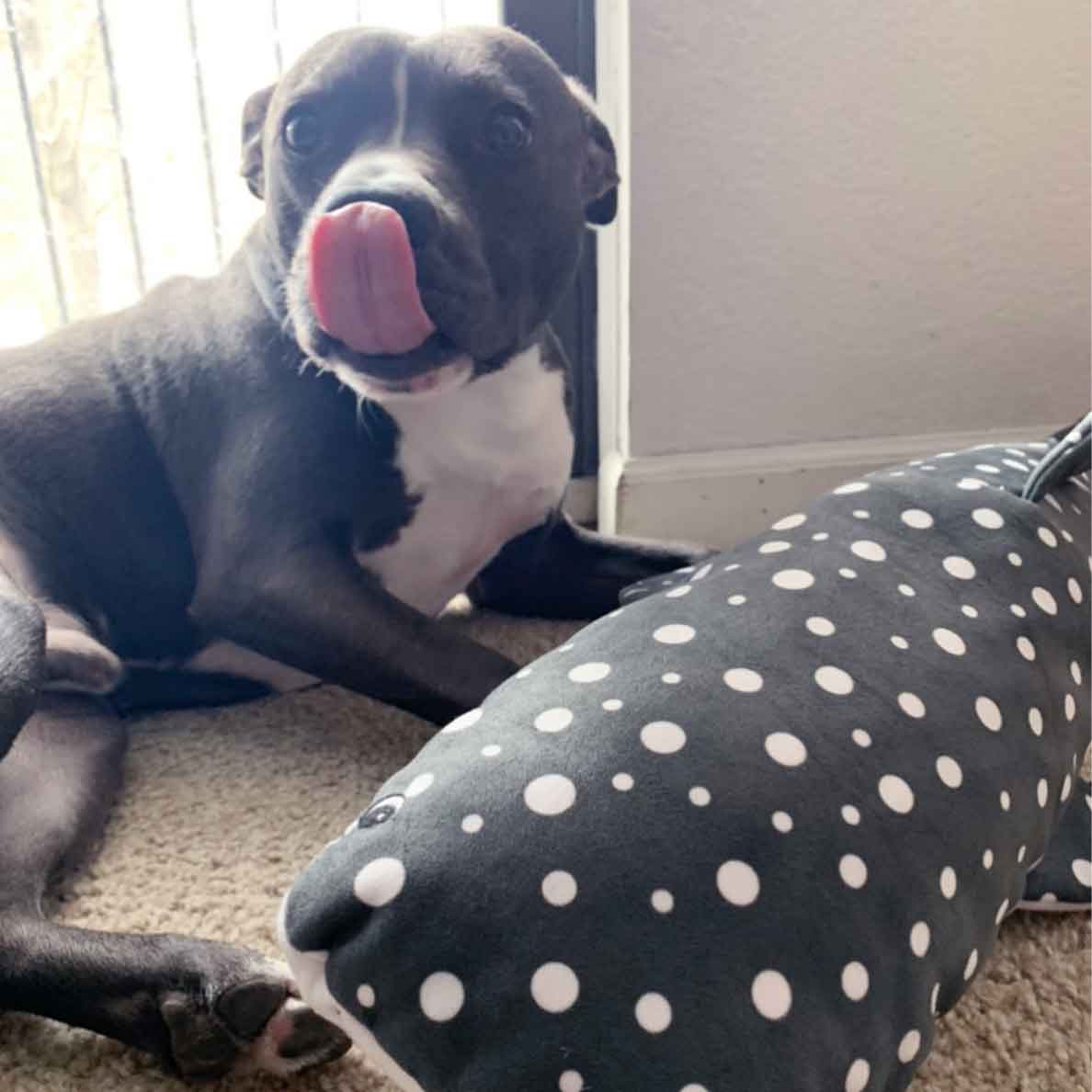 Happy gray dog laying next to extra large whale shark Tender-Tuffs dog toy and licking his snout