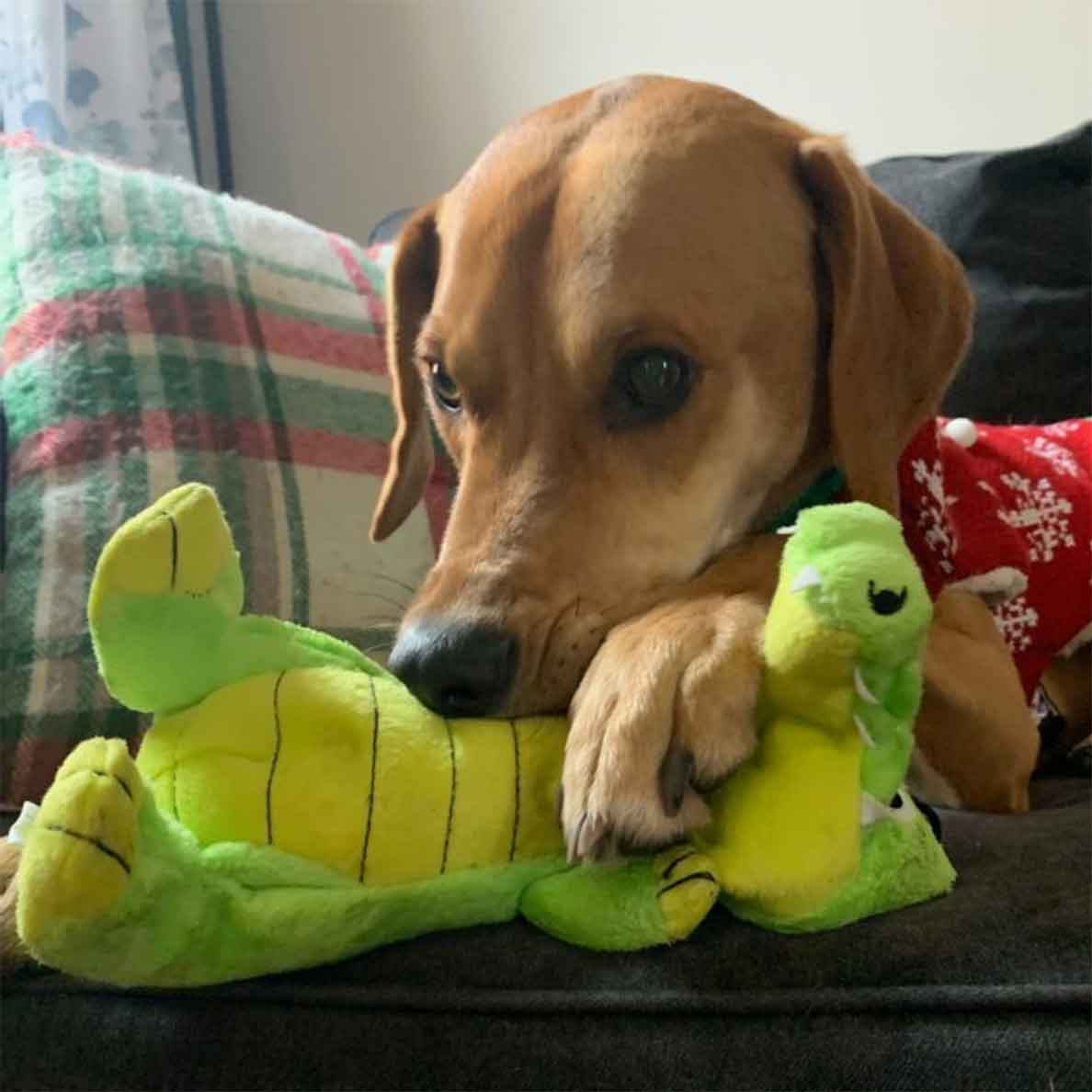 Brown dog wearing holiday sweater, laying on a couch, and chewing at a green and yellow crocodile plush dog toy